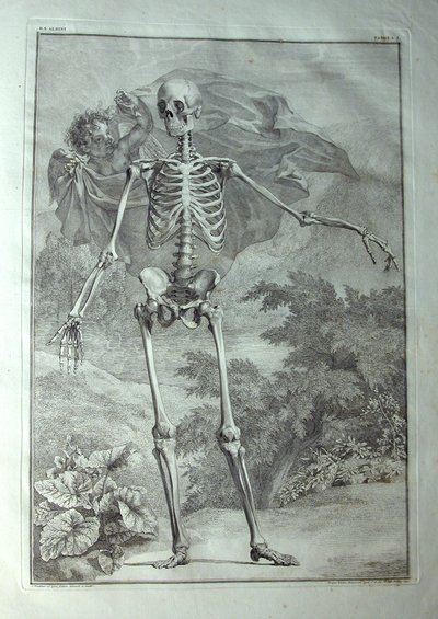 Skeleton, Illustration from 